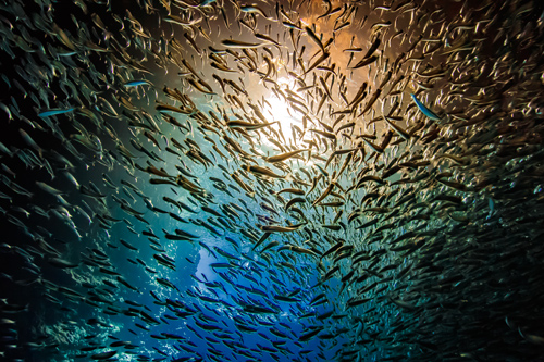 school of fish swimming together